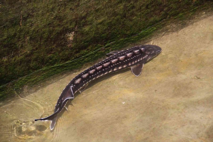 Nesli Tükenme Tehlikesi Altındaki Mersin Balığından 100 Bin Yavru Aldılar