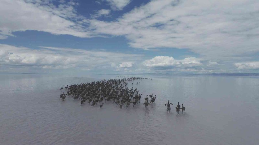 Kuluçkadan Çıkan Binlerce Yavru Flamingo Havadan Görüntülendi