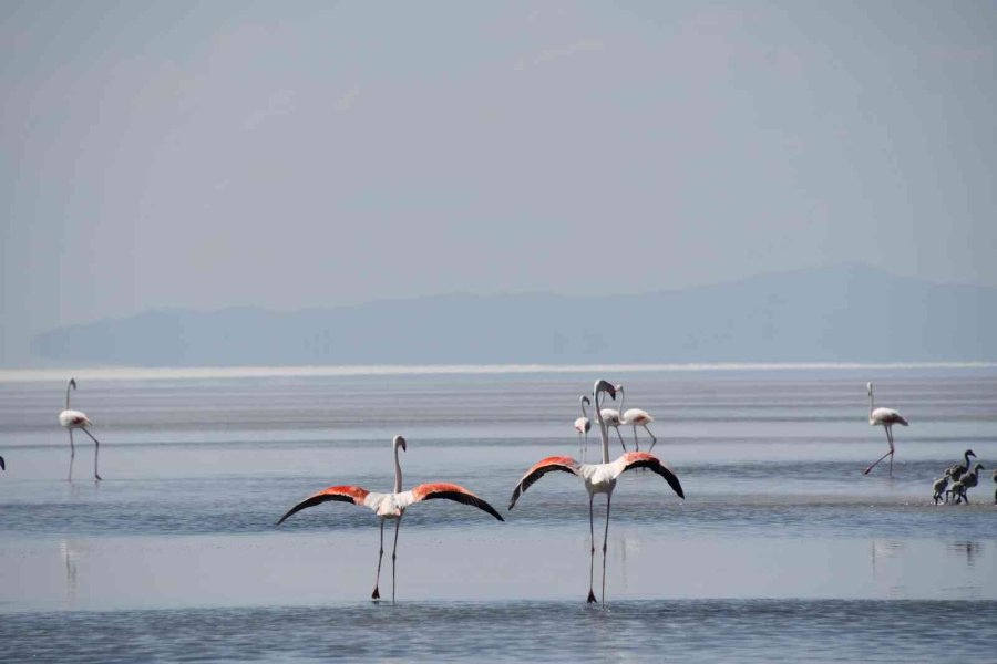 Kuluçkadan Çıkan Binlerce Yavru Flamingo Havadan Görüntülendi