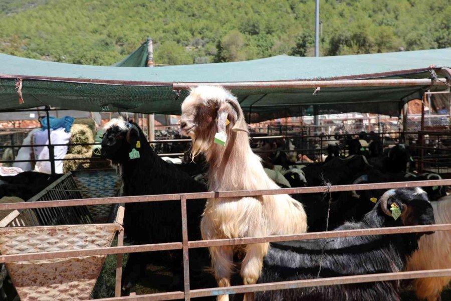Alanya’da Kapalı Hayvan Pazarı Ve Kurban Satış Yeri Hizmete Girdi