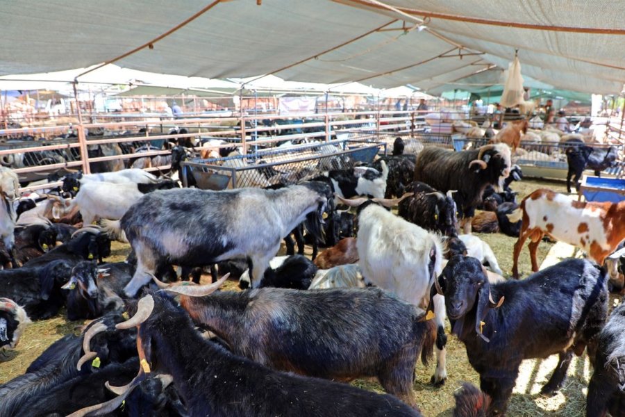 Alanya’da Kapalı Hayvan Pazarı Ve Kurban Satış Yeri Hizmete Girdi