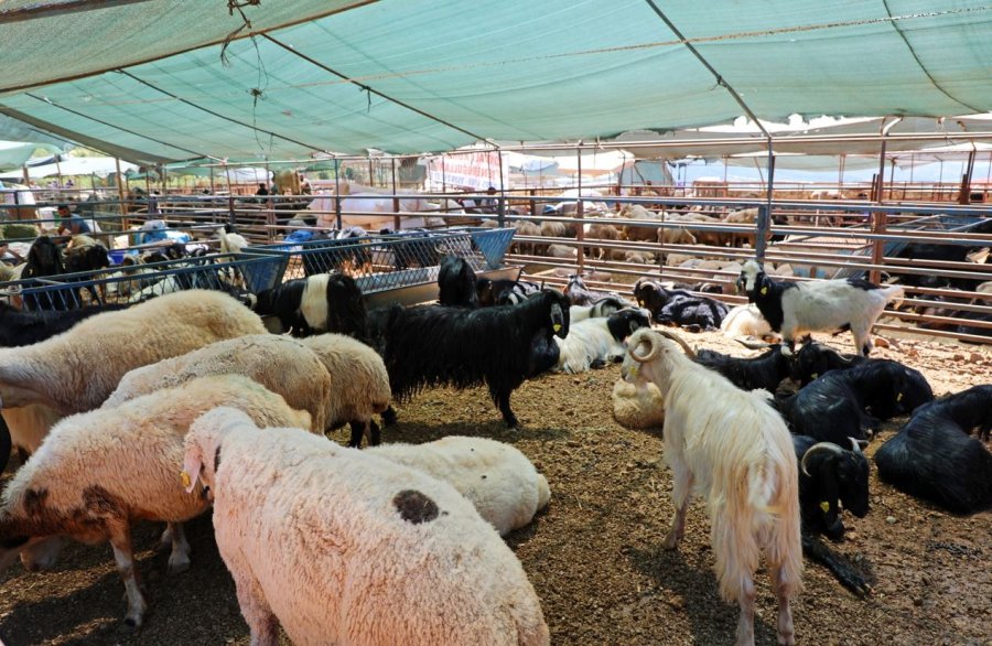Alanya’da Kapalı Hayvan Pazarı Ve Kurban Satış Yeri Hizmete Girdi