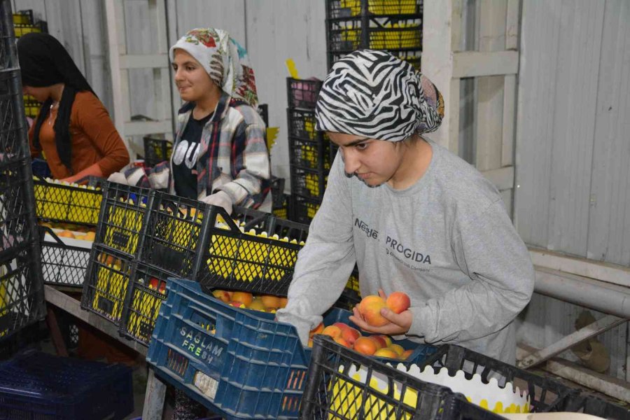 Rusya Ve Ukrayna’ya Kayısı İhracatı