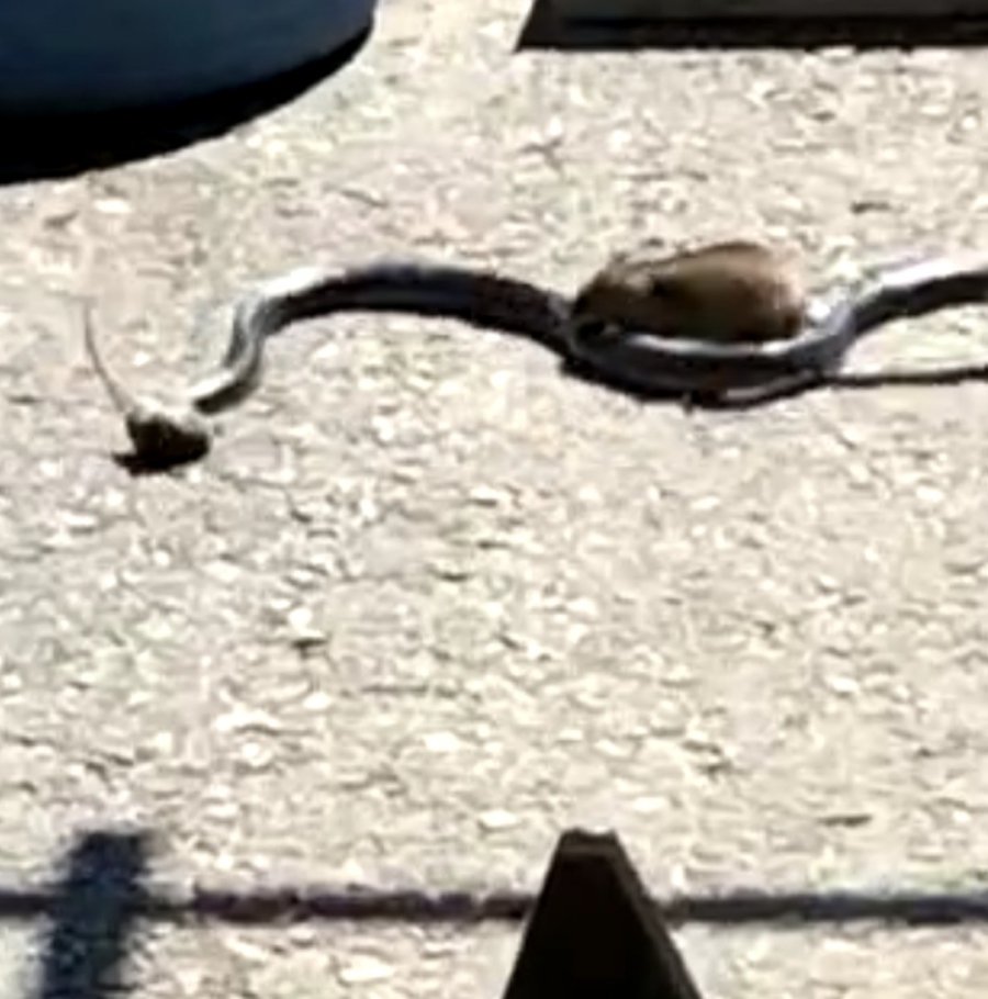 Farenin Yavrusunu Kapan Yılanla Mücadelesi