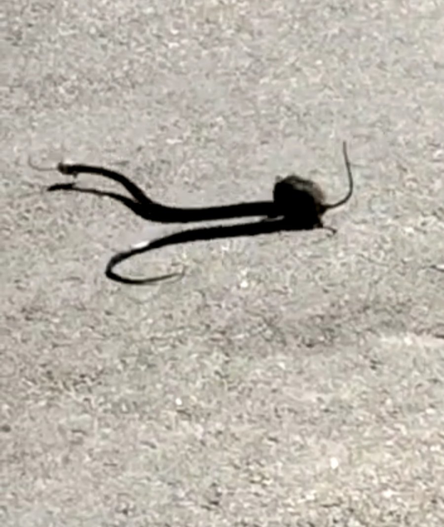 Farenin Yavrusunu Kapan Yılanla Mücadelesi