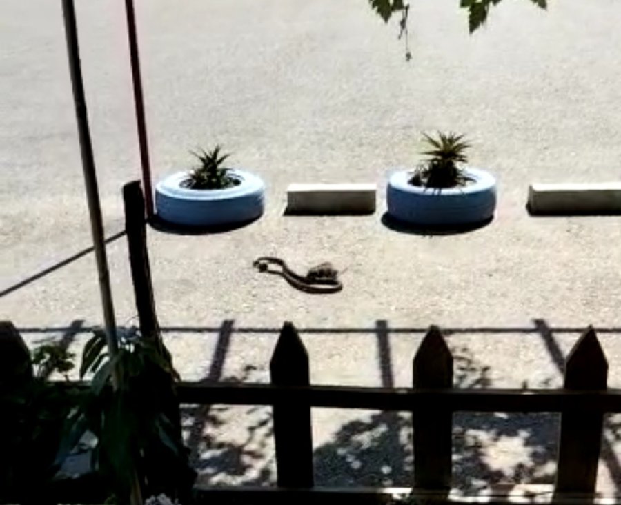 Farenin Yavrusunu Kapan Yılanla Mücadelesi