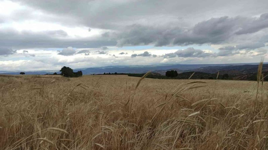 Çiftçi Bayram Sonundaki Hasadı Bekliyor