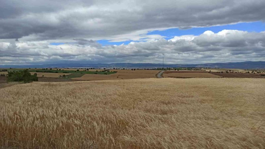 Çiftçi Bayram Sonundaki Hasadı Bekliyor