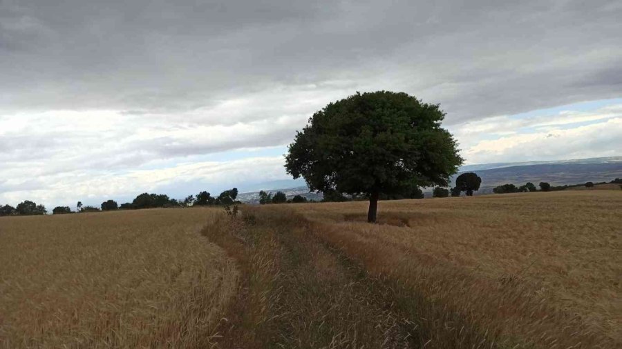 Çiftçi Bayram Sonundaki Hasadı Bekliyor
