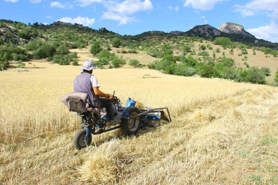 Ata Tohumunda Hasat Sevinci