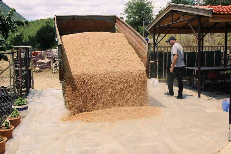 Ata Tohumunda Hasat Sevinci