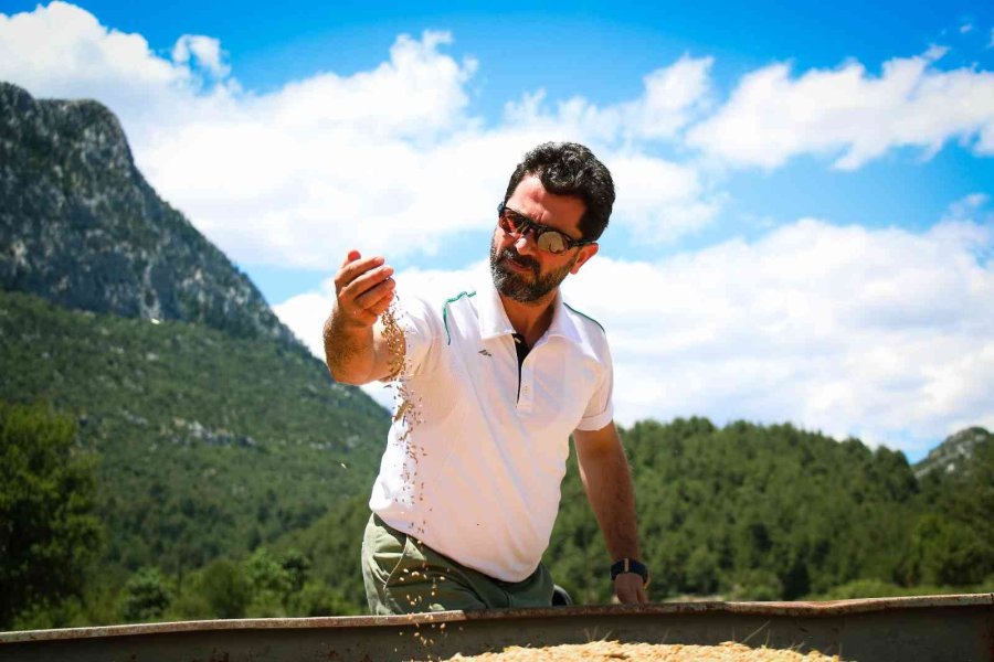 Ata Tohumunda Hasat Sevinci