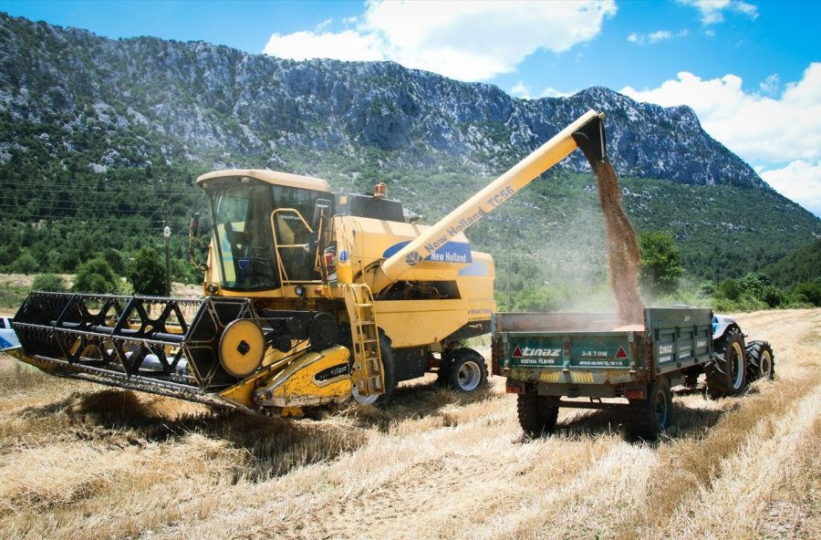 Ata Tohumunda Hasat Sevinci