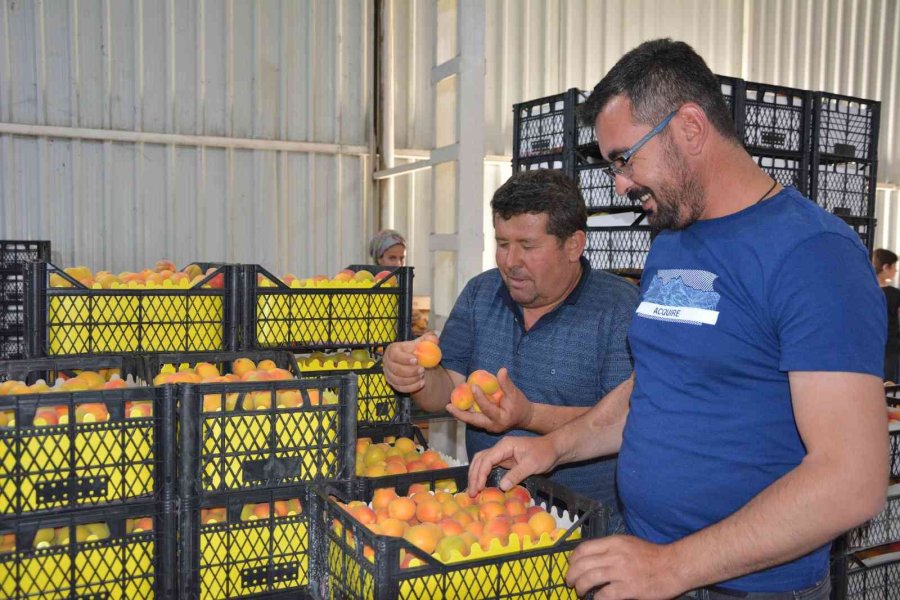 Rusya Ve Ukrayna’ya Kayısı İhracatı