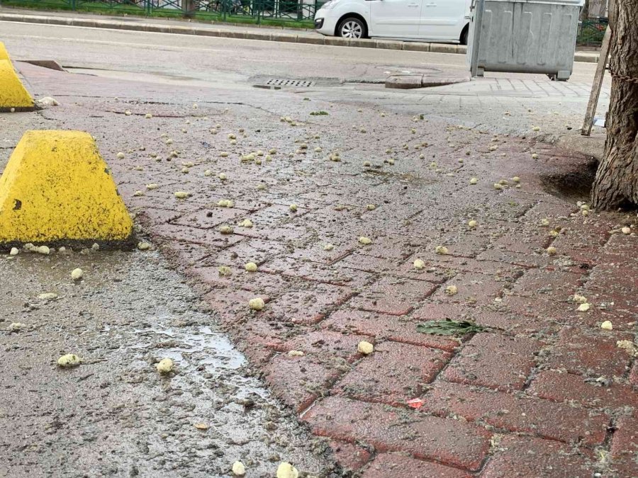 Toplanmayıp Yerde Çürüyen Dutlar Ziyan Oluyor