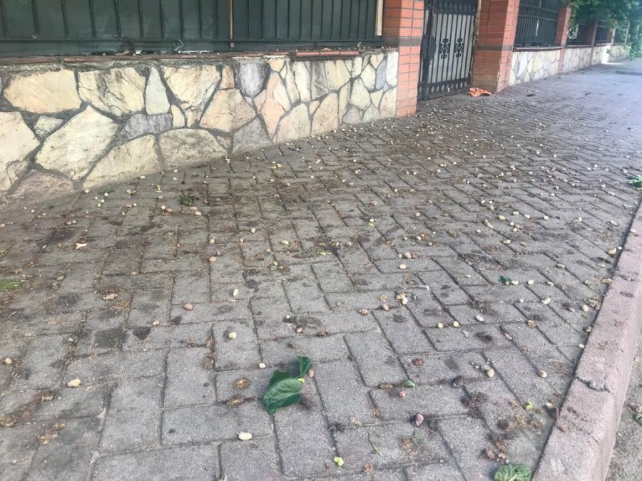 Toplanmayıp Yerde Çürüyen Dutlar Ziyan Oluyor