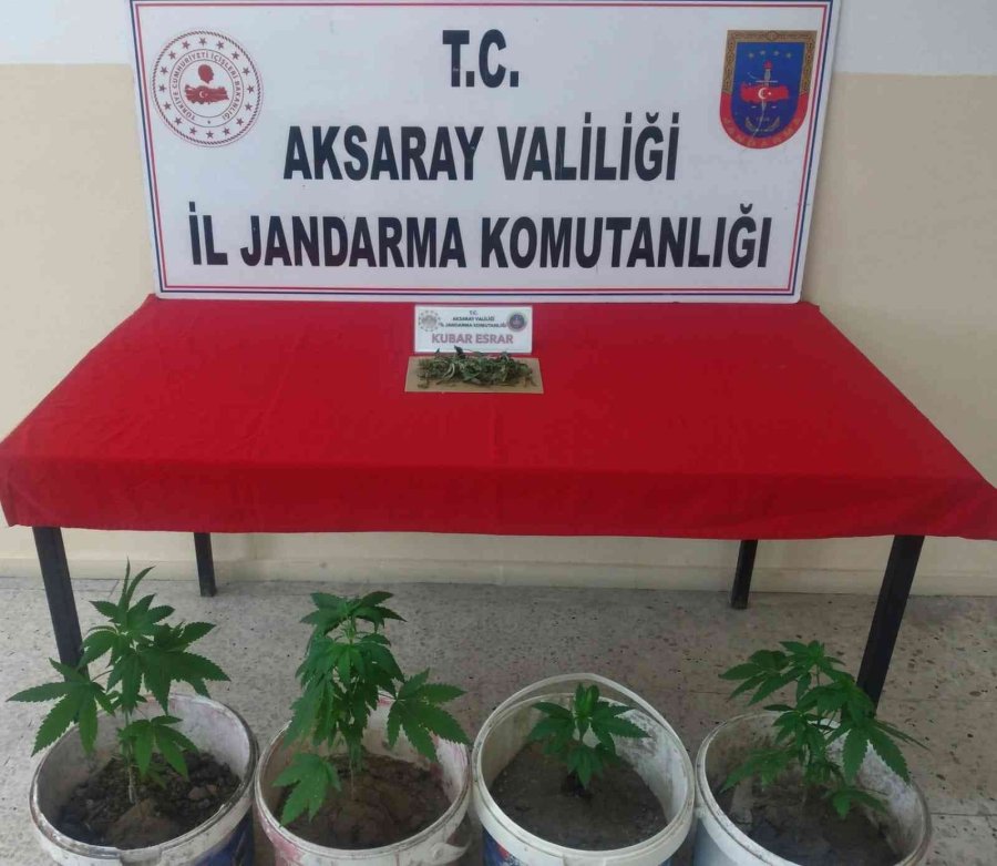 Kovalarda Kenevir Üretimine Jandarma Operasyonu