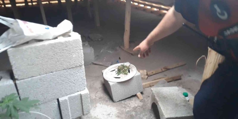 Kovalarda Kenevir Üretimine Jandarma Operasyonu