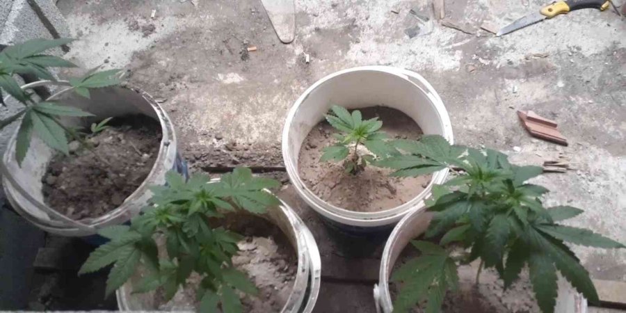 Kovalarda Kenevir Üretimine Jandarma Operasyonu