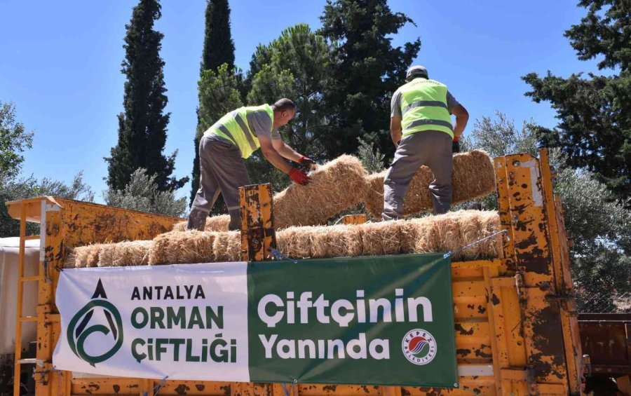 Kepez’de Hayvancılıkla Uğraşan Çiftçilere Saman Desteği