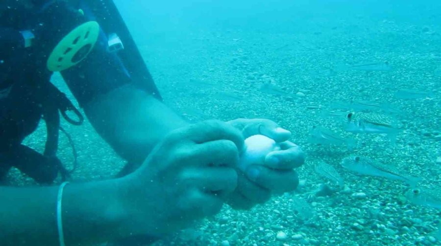 Antalya’da Deniz Suyu Sıcaklığı Arttı, Balon Balıklarının ‘şirinler’ Sürüsü Kıyıyı İşgal Etti