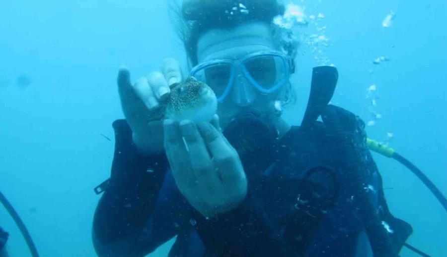 Antalya’da Deniz Suyu Sıcaklığı Arttı, Balon Balıklarının ‘şirinler’ Sürüsü Kıyıyı İşgal Etti