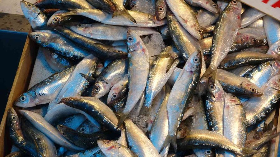 Av Yasağından Sonra Tezgahlar Boş Kaldı, ’sardalya’ Vatandaşın Vazgeçilmezi Oldu