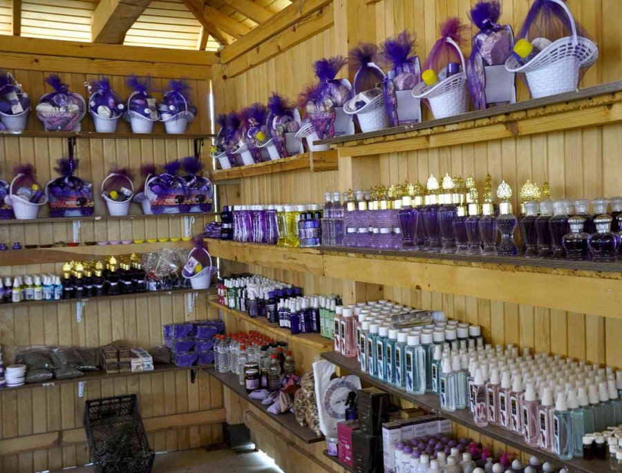 Frigyalı Kadın Çiftçiler ’lavanta Kokulu Köy’de