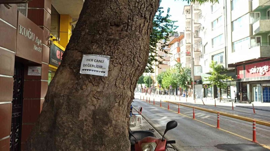 Ağaçlara Asılan Notlarla Doğaya, Canlıya Saygı Ve Çevre Kirliliğine Dikkat Çekildi