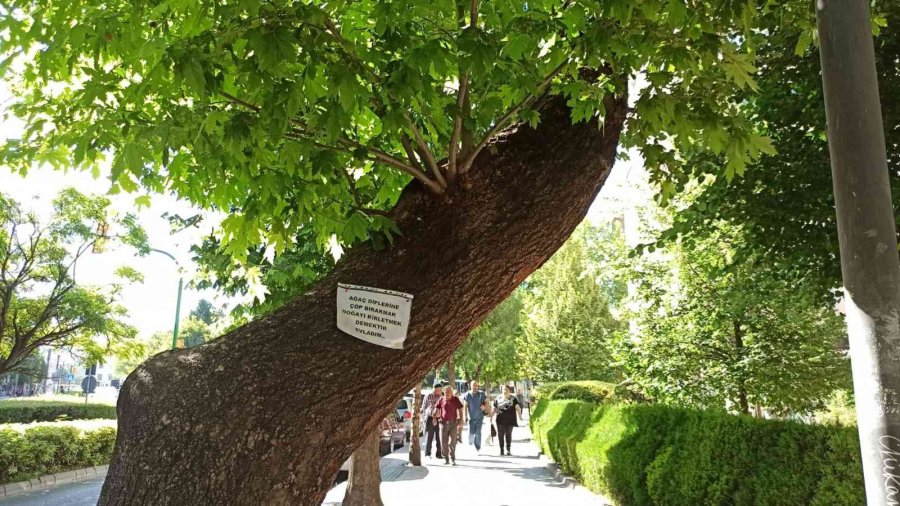 Ağaçlara Asılan Notlarla Doğaya, Canlıya Saygı Ve Çevre Kirliliğine Dikkat Çekildi