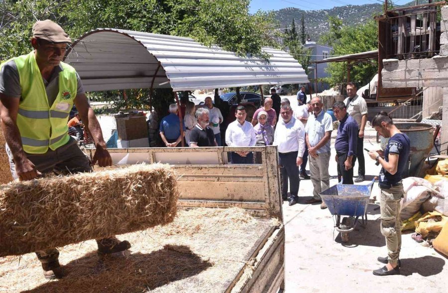 Kepez’de Hayvancılıkla Uğraşan Çiftçilere Saman Desteği