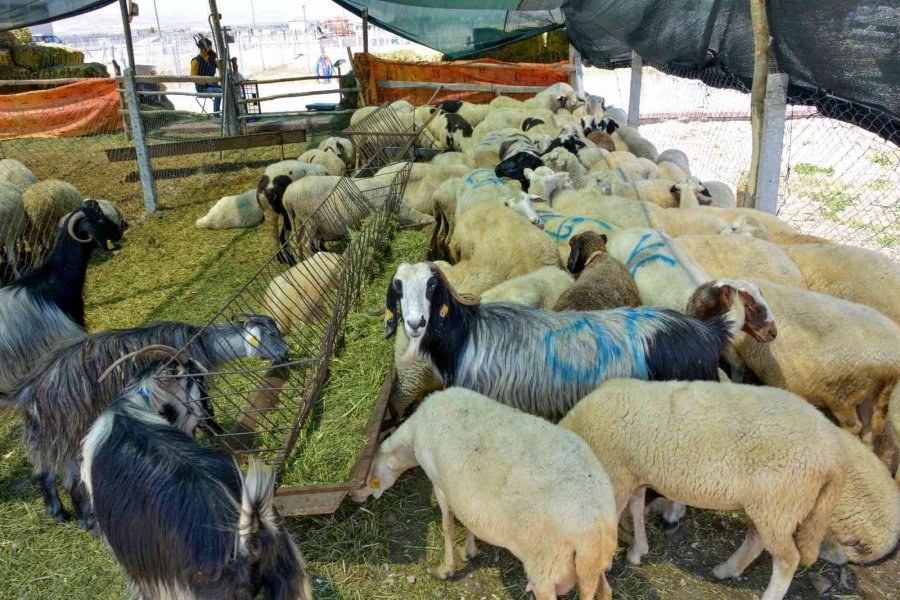 Meram Kurban Bayramına Hazır