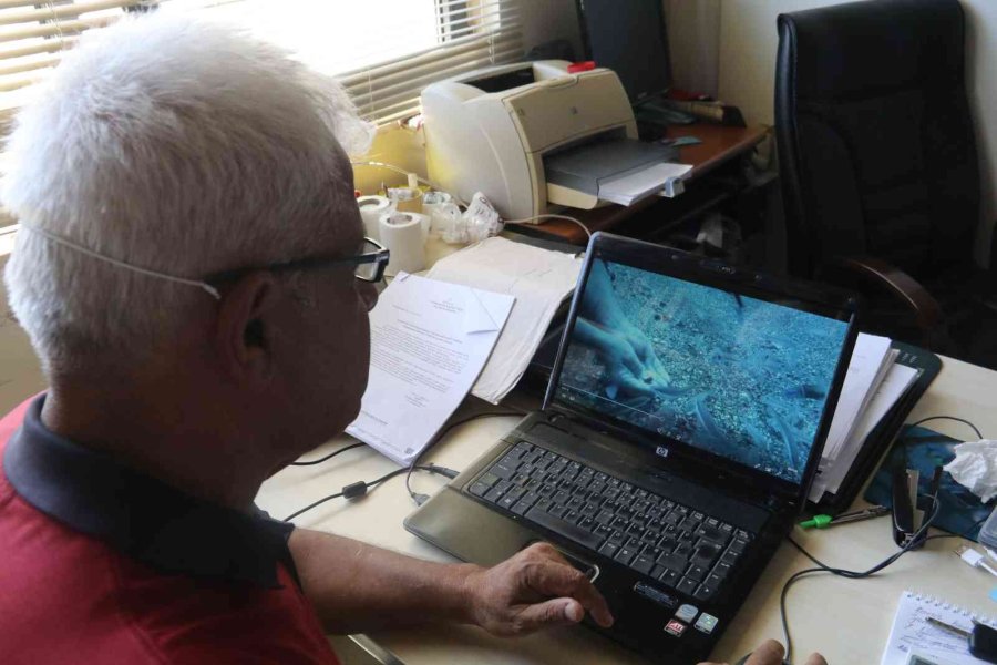 Antalya’da Deniz Suyu Sıcaklığı Arttı, Balon Balıklarının ‘şirinler’ Sürüsü Kıyıyı İşgal Etti