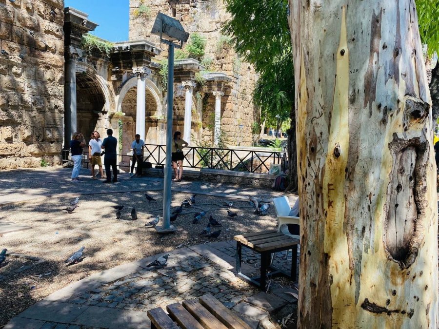 Tarihi Hadrianus Kapısı’nın Yanında Bulunan Asırlık Okaliptus Ağacına ’aşk’ Tahribatı