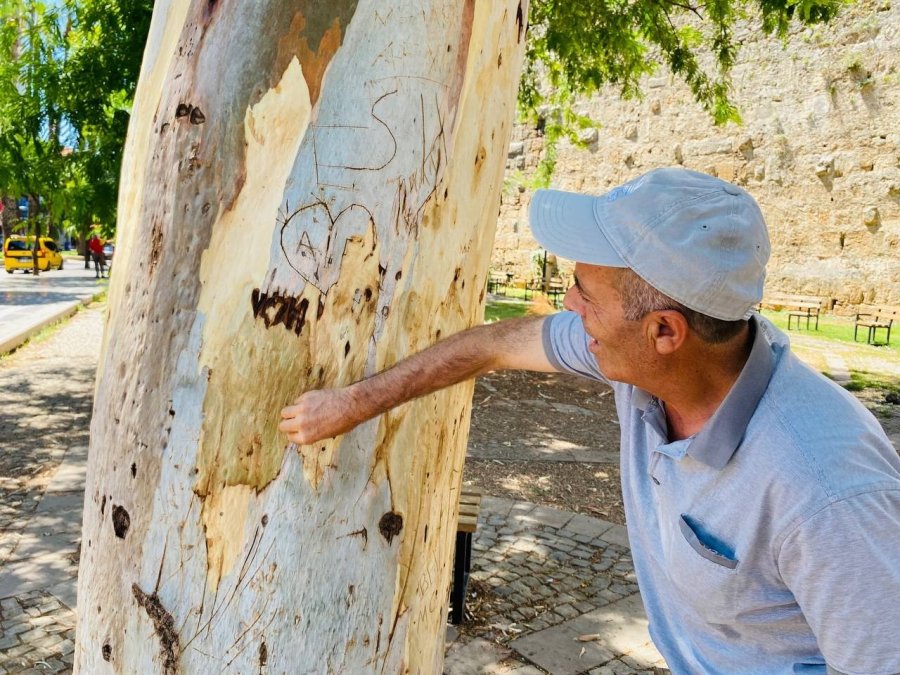Tarihi Hadrianus Kapısı’nın Yanında Bulunan Asırlık Okaliptus Ağacına ’aşk’ Tahribatı