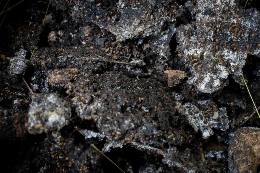 Korona Virüs Şüphelisi Yarasalardan Elde Edilen Gübre Düden Şelalesi’ne İlaç Oldu