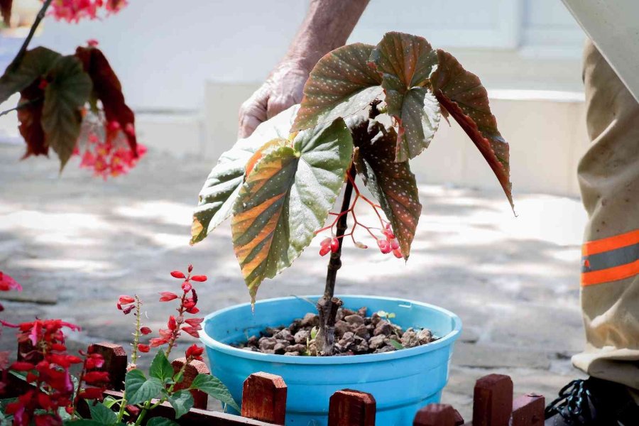 Korona Virüs Şüphelisi Yarasalardan Elde Edilen Gübre Düden Şelalesi’ne İlaç Oldu