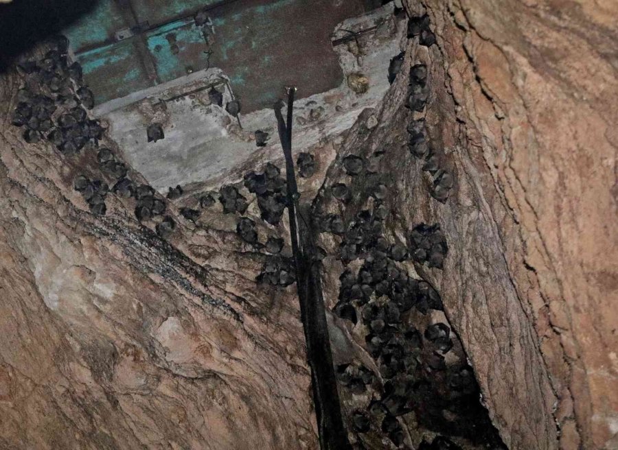 Korona Virüs Şüphelisi Yarasalardan Elde Edilen Gübre Düden Şelalesi’ne İlaç Oldu