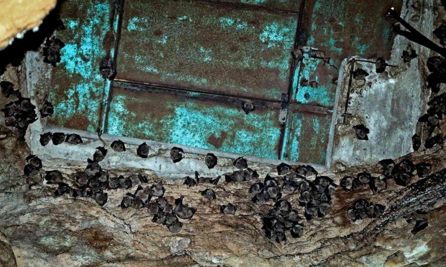 Korona Virüs Şüphelisi Yarasalardan Elde Edilen Gübre Düden Şelalesi’ne İlaç Oldu