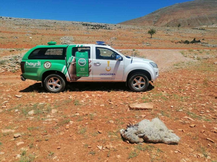 Yol Kenarına Hayvan Leşi Atan Şahsa Yaptırım Uygulandı
