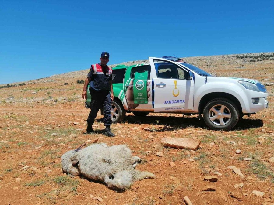 Yol Kenarına Hayvan Leşi Atan Şahsa Yaptırım Uygulandı