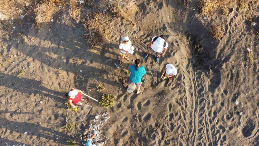 Mersin’de 4 Bine Yakın Caretta Caretta Yuvası Tespit Edildi