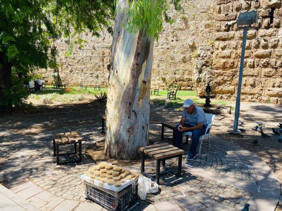 Tarihi Hadrianus Kapısı’nın Yanında Bulunan Asırlık Okaliptus Ağacına ’aşk’ Tahribatı
