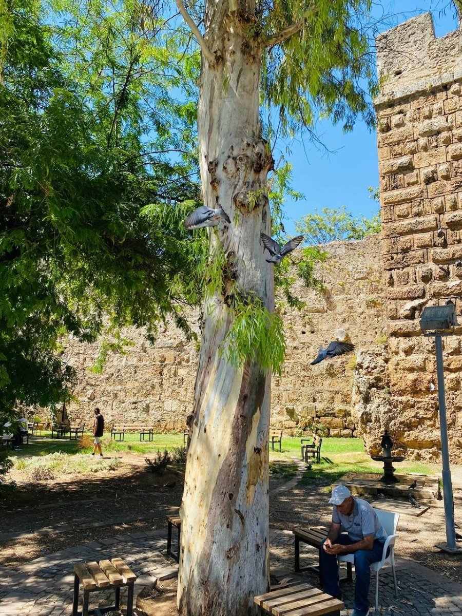 Tarihi Hadrianus Kapısı’nın Yanında Bulunan Asırlık Okaliptus Ağacına ’aşk’ Tahribatı