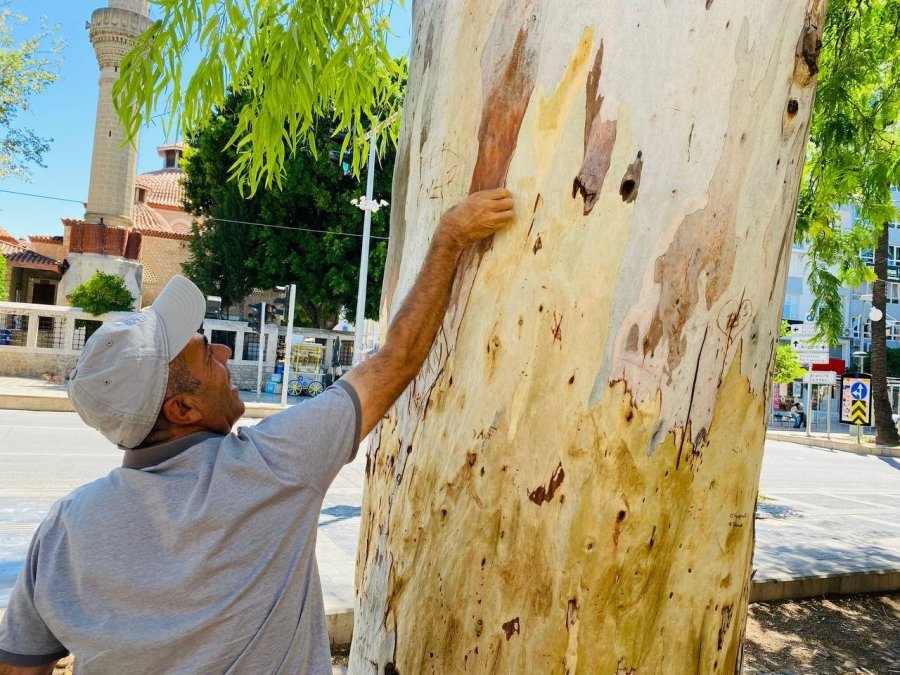 Tarihi Hadrianus Kapısı’nın Yanında Bulunan Asırlık Okaliptus Ağacına ’aşk’ Tahribatı
