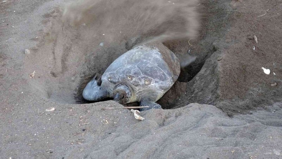 Mersin’de 4 Bine Yakın Caretta Caretta Yuvası Tespit Edildi
