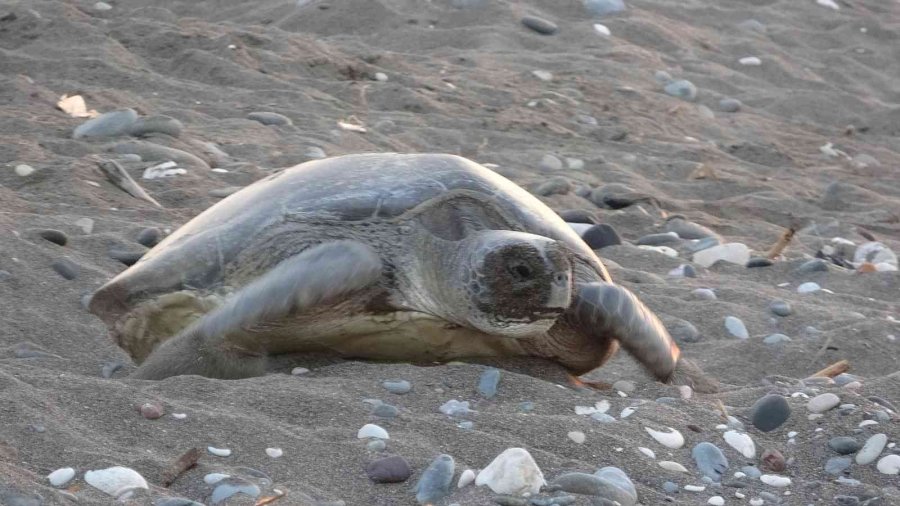 Mersin’de 4 Bine Yakın Caretta Caretta Yuvası Tespit Edildi