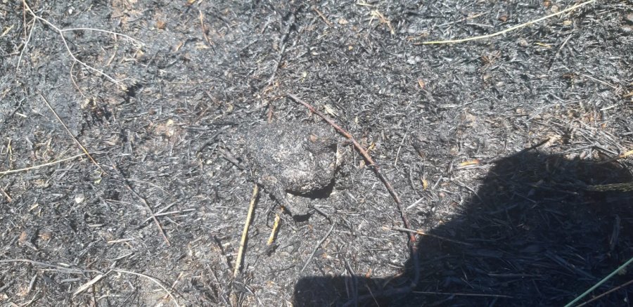 Elektrik Tellerine Çarpan Kuş Yangına Sebep Oldu