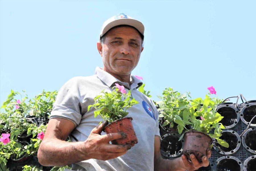 Aşırı Sıcaklar Karşısında Kuruyan Çiçekli Fotoğraf Çerçevesi, Yeniden Yeşillendi