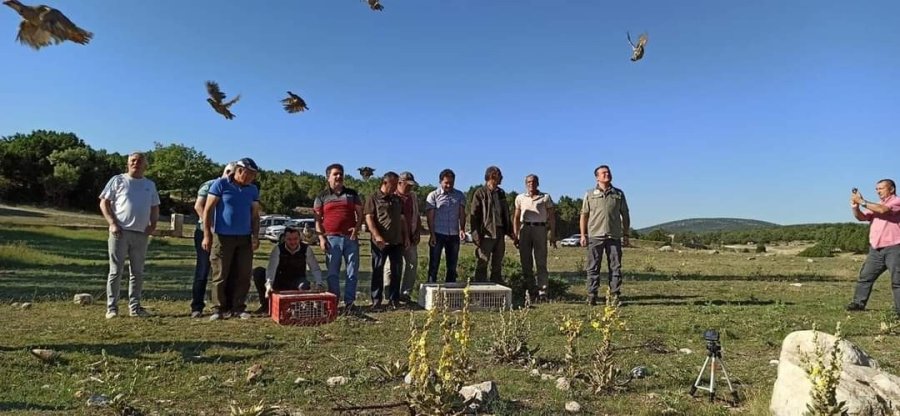 Eskişehir’de Yüzlerce Kınalı Keklik Doğaya Salındı